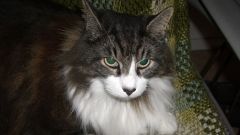 Tapeta Annimals 166.jpg